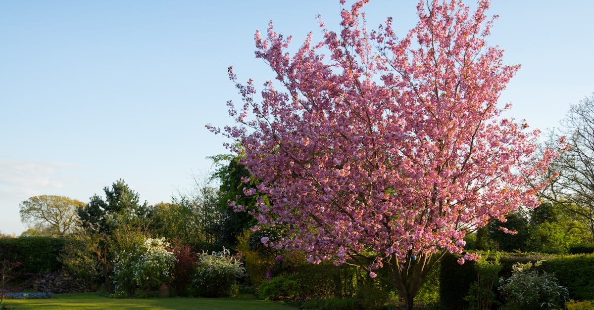 A Guide to Installing Reflecting Pools in Gardens