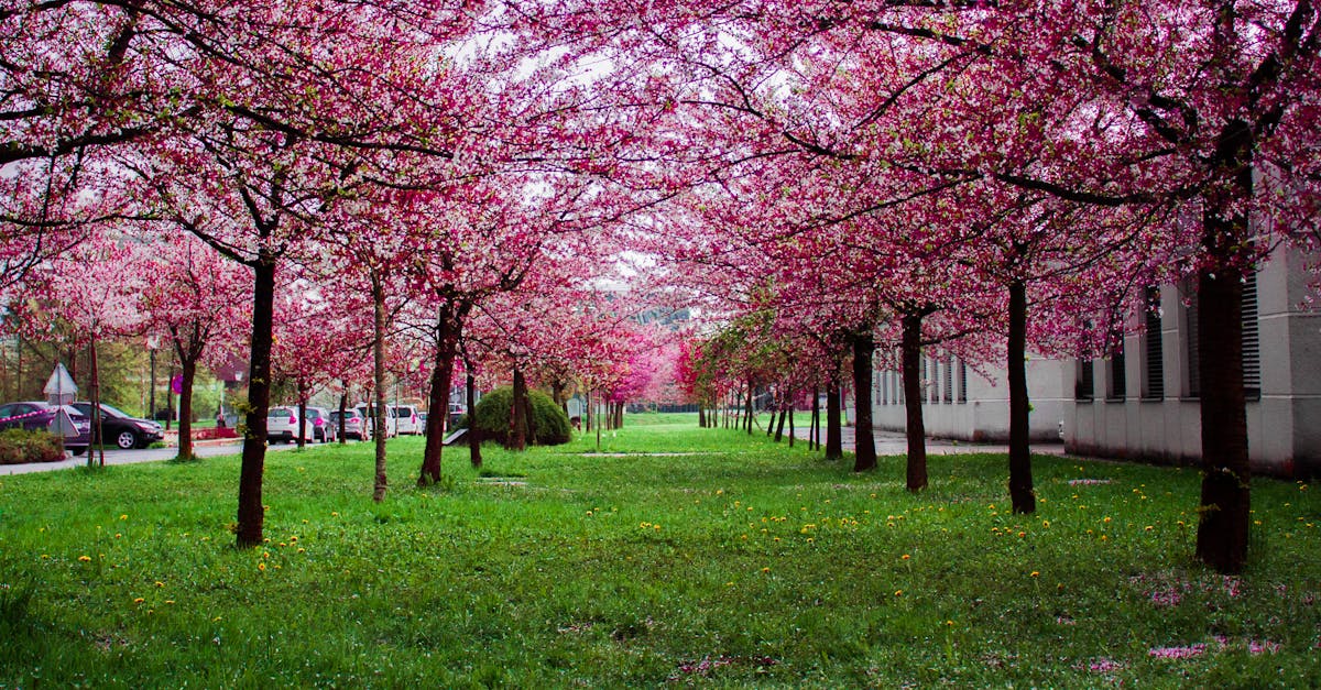 Designing Pollinator-Friendly Spaces for Local Wildlife