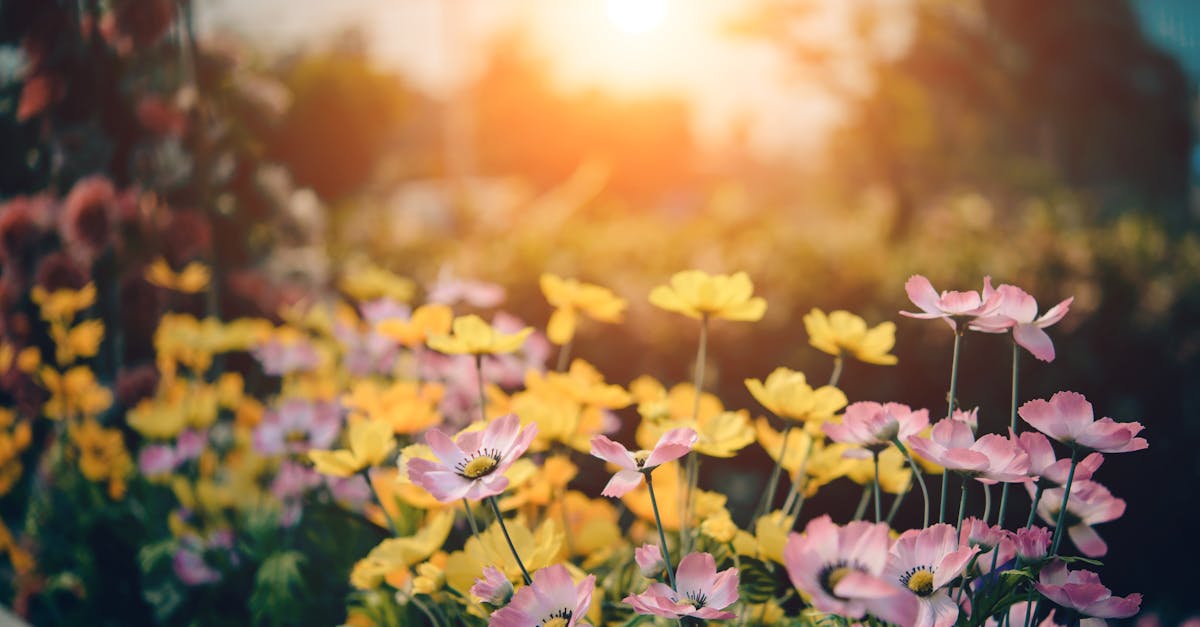 Effective Organic Solutions for Managing Garden Diseases