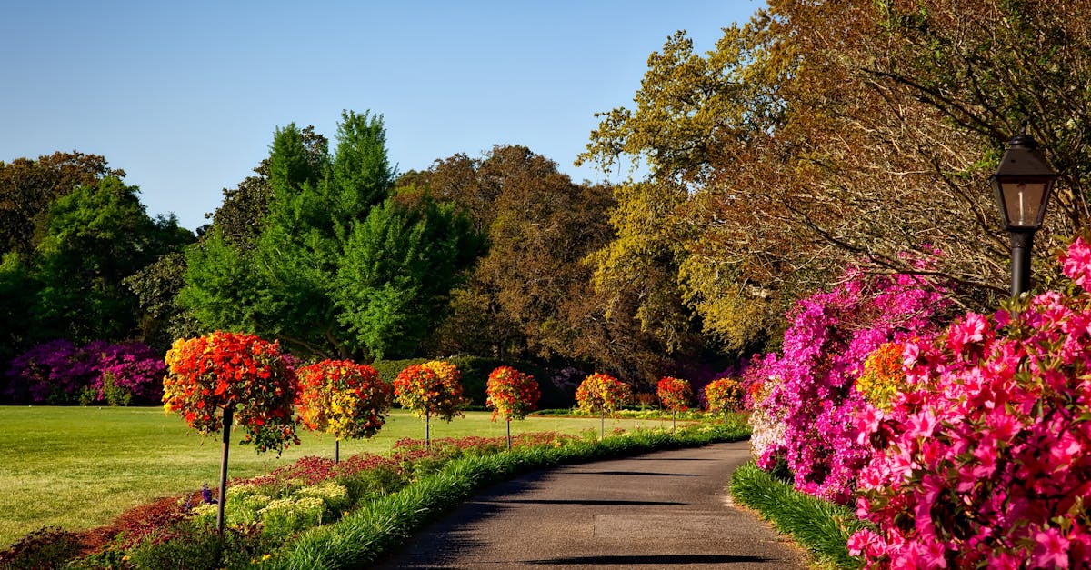 How to Create a Stunning Summer Display with Annuals