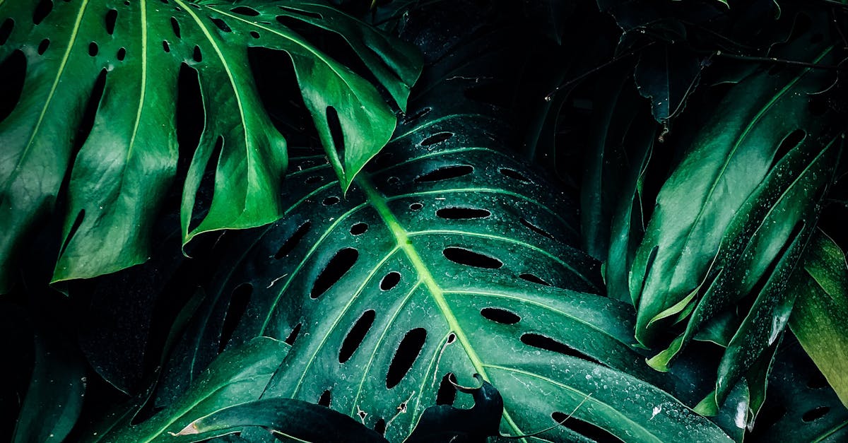 Rainwater Harvesting: Sustainable Water Practices for the Garden