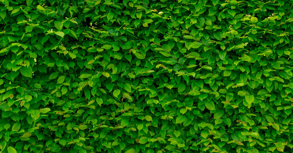 Safety Tips for Pruning: Protecting Yourself While Caring for Your Garden