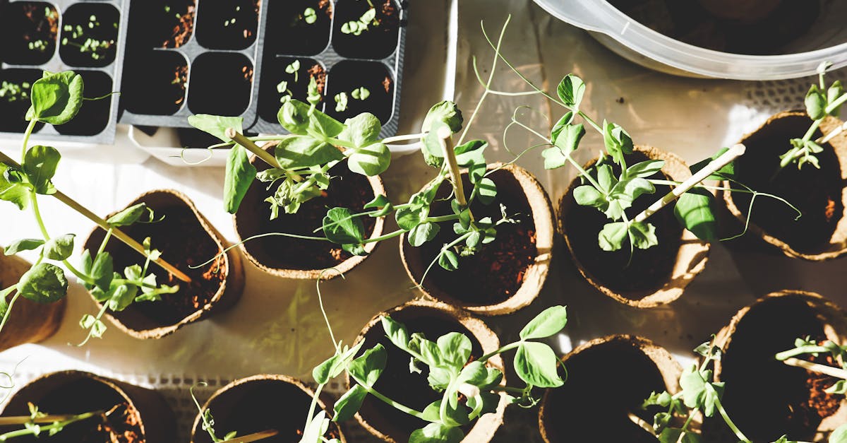 Seasonal Strategies for Managing Aphids and Other Pests