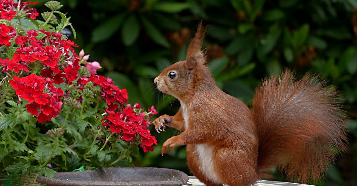Strategies for Preventing Soil Erosion in Garden Design