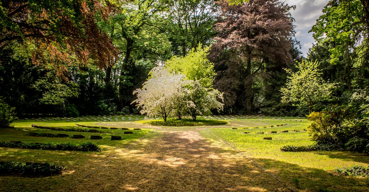 Strategies for Reducing Lawn Size to Promote Sustainable Gardening