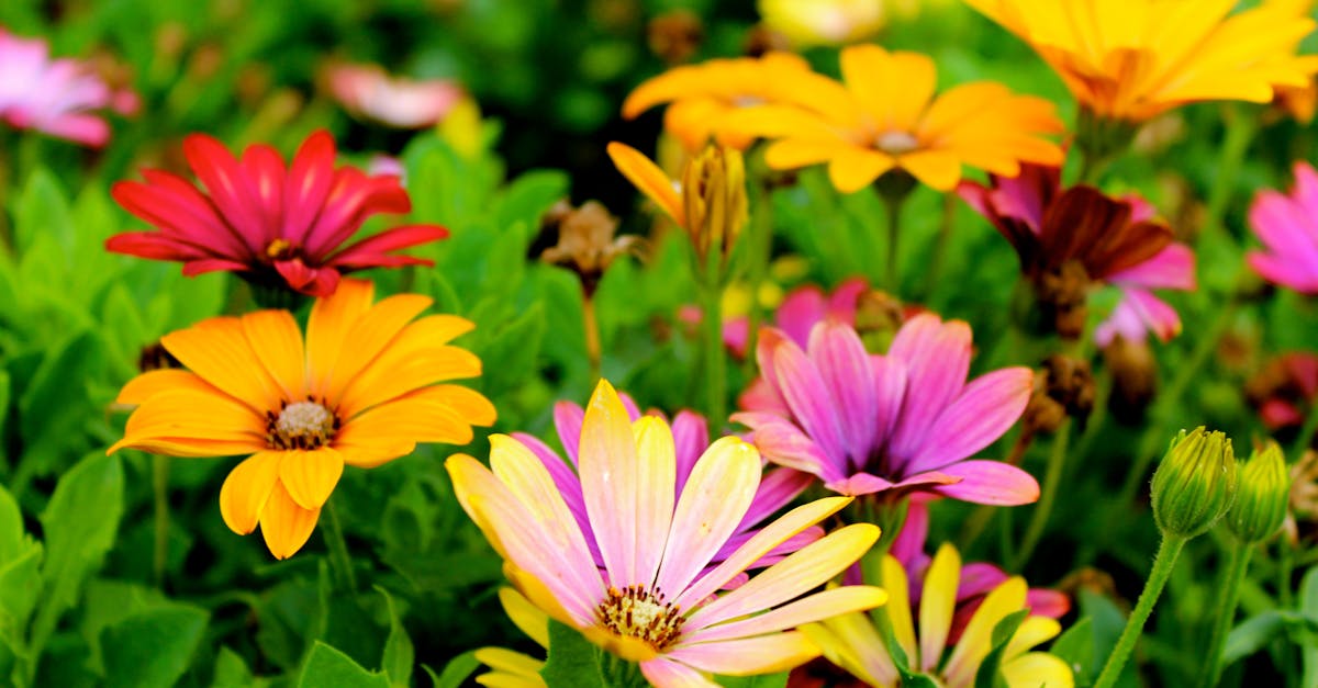 Techniques for Enhancing Soil Drainage in Gardens