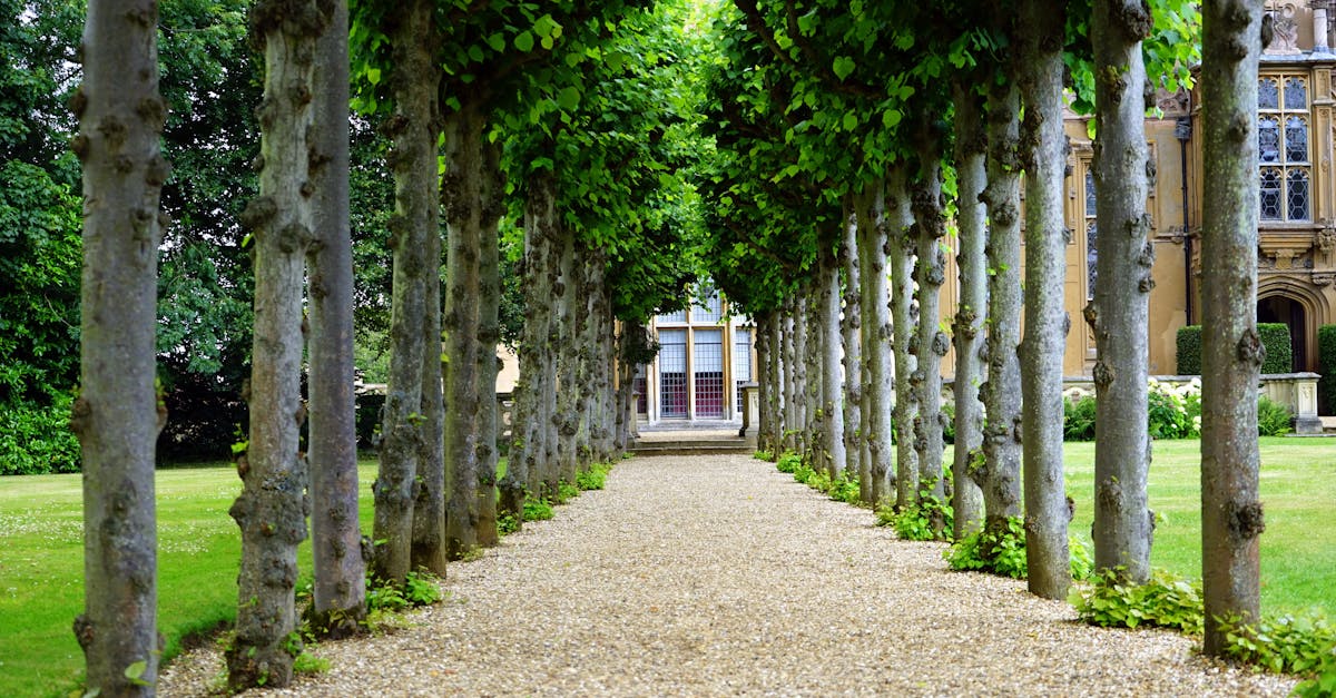 Techniques for Reducing Water Usage in Landscape Design