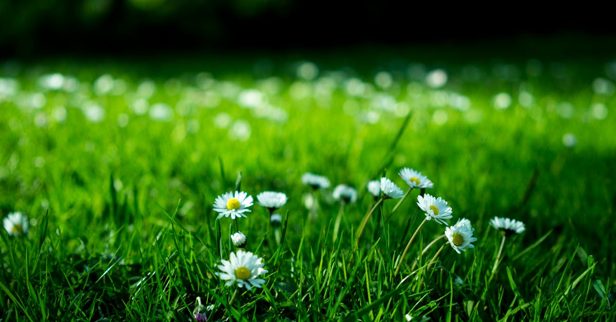 The Benefits of Deciduous versus Evergreen Trees