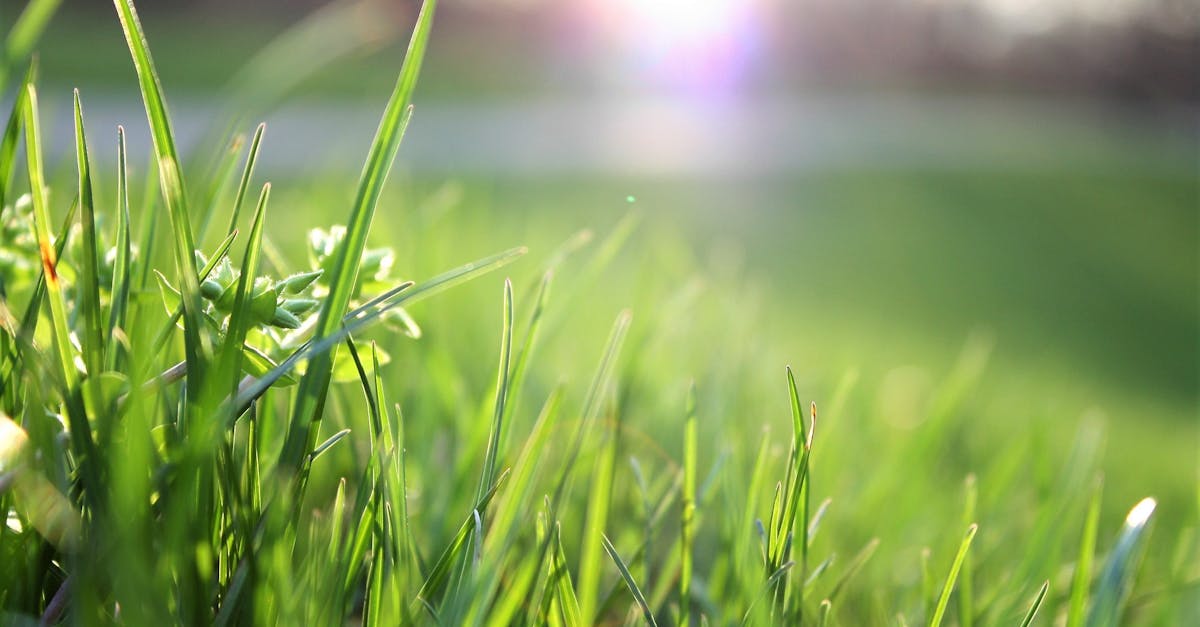 The Importance of Mulching for Soil Health and Moisture Retention