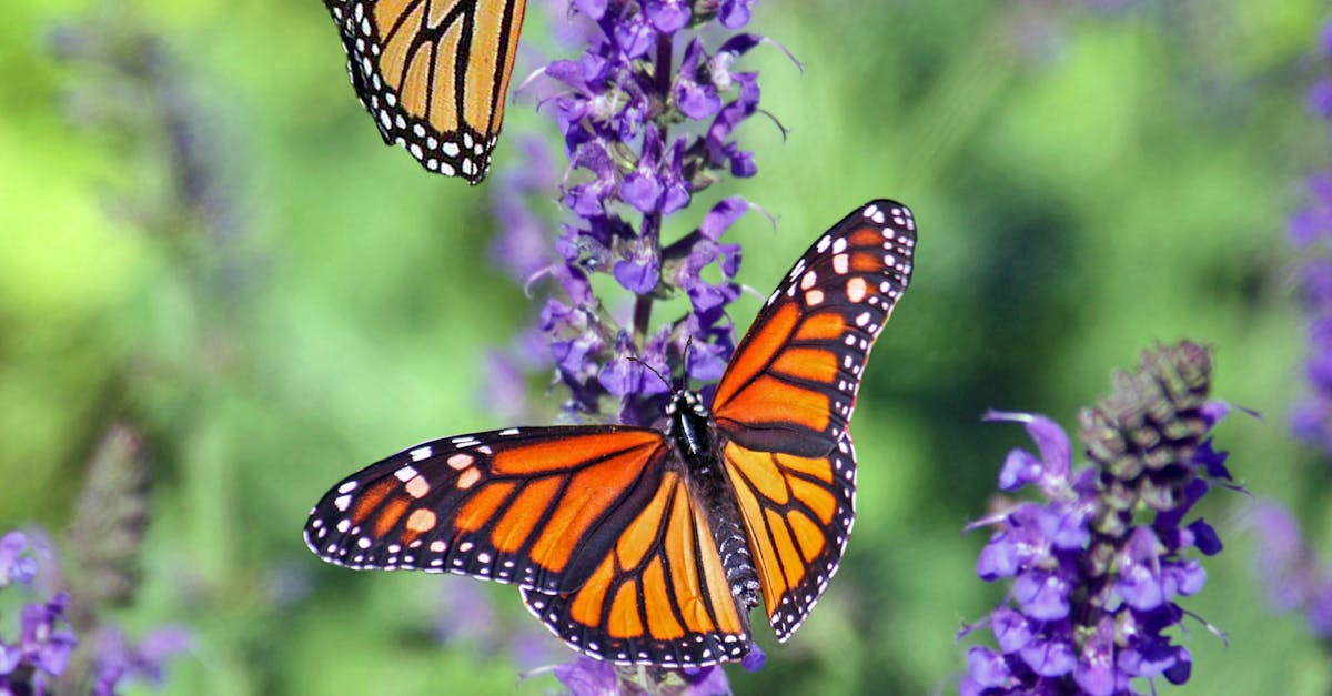 The Role of Focal Points in Garden Planning