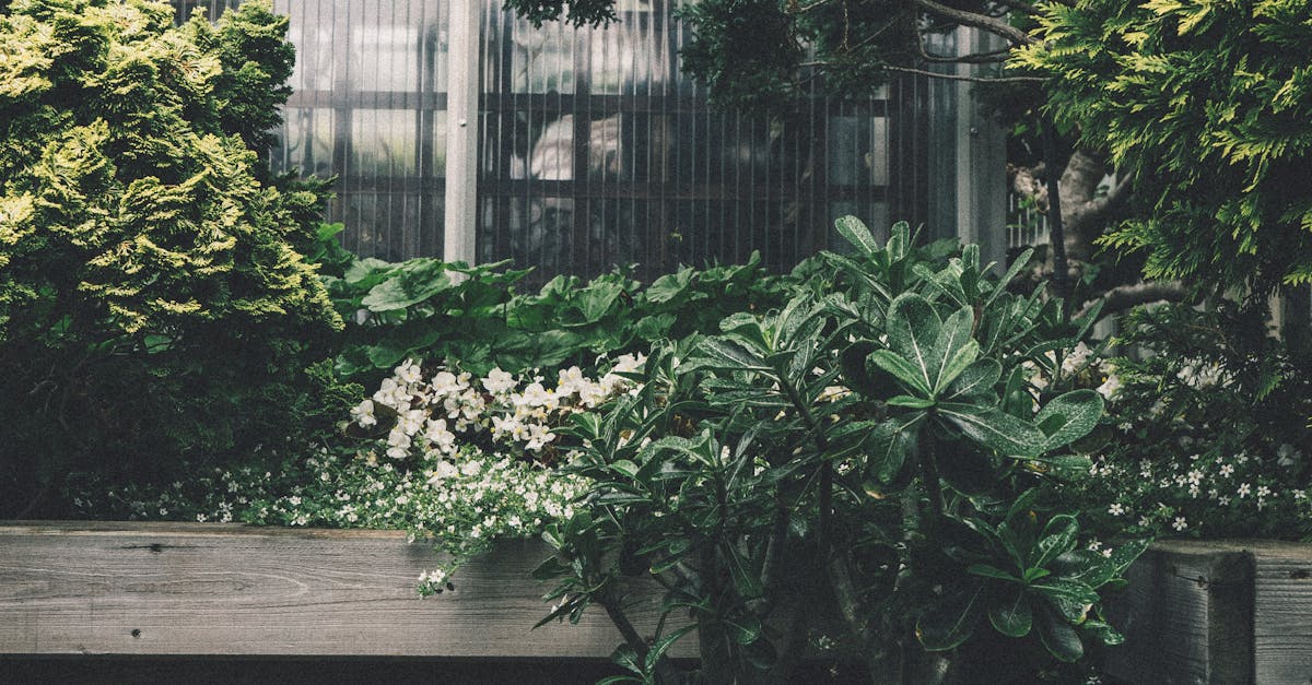 Top 10 Trees for Providing Privacy in Your Garden