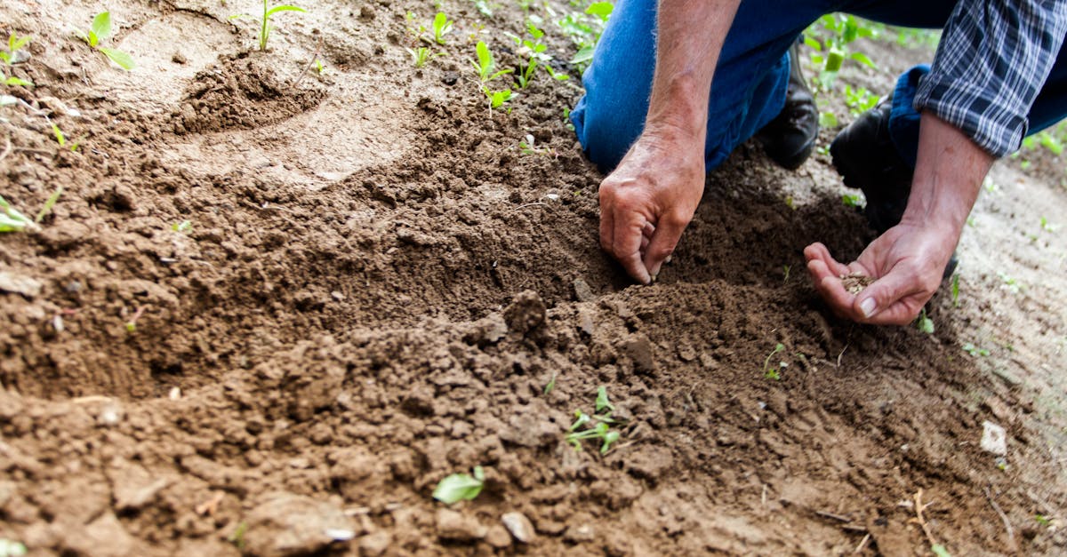 Trimming Techniques for Maintaining a Neat and Tidy Garden