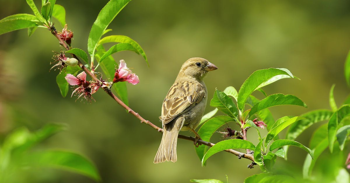 Understanding the Growth Habit of Shrubs for Pruning Success